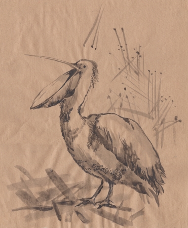 pelican monochrome brush drawing sketchの写真素材