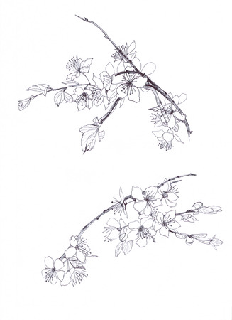 cherry blossom hand drawn pencilの写真素材