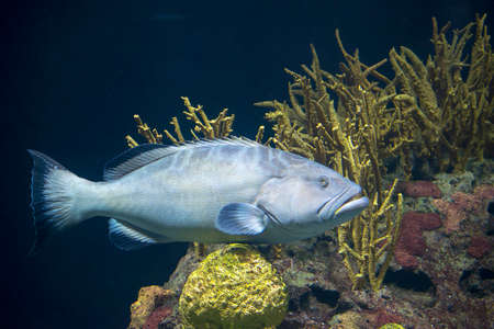 Black Grouper (Mycteroperca bonaci) in an aquarium in the zoo Blijdorp, Rotterdam, the Netherlands