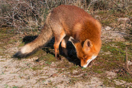 Red Fox (Vulpes vulpes) standing in the dunes sniffing around