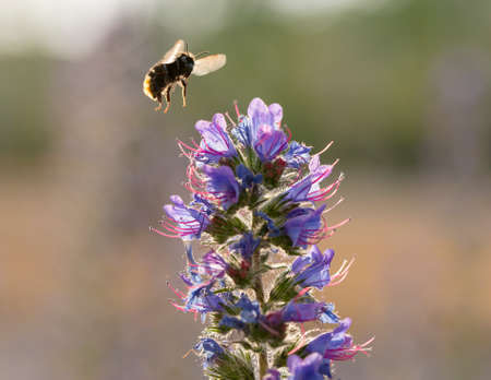 Common Carder Bee (Bombus pascuorum) in flight over Viper's Bugloss (Echium vulgare)