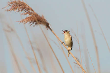 Sedge warbler (Acrocephalus schoenobaenus) male perched on a reed voice singingの写真素材