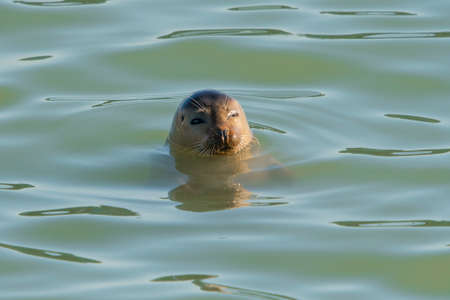 Harbor Seal (Phoca vitulina) swimming in sea with head above water