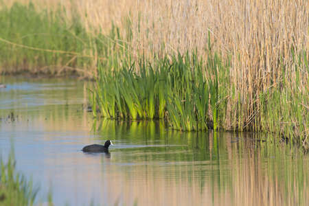 Common Coot (Fulica atra) swimming in a ditch with reed and other vegetationの写真素材