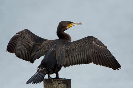 Great Cormorant (Phalacrocorax carbo) perched on a wooden pole in a lake dry off it's feathersの写真素材