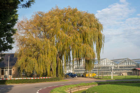 View on a Weeping Willow (Salix babylonica) in a garden in Het Westland, The Netherlands