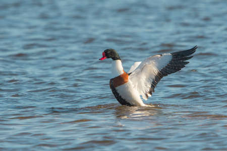 Common Shelduck (Tadorna tadorna) male flapping with wings after taking a bath in a lake