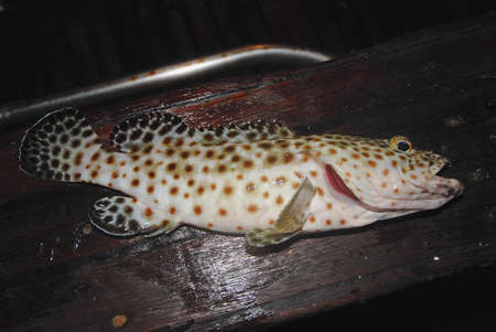 Greasy Grouper (Epinephelus tauvina) on deck of a ship, caught by sportfisher