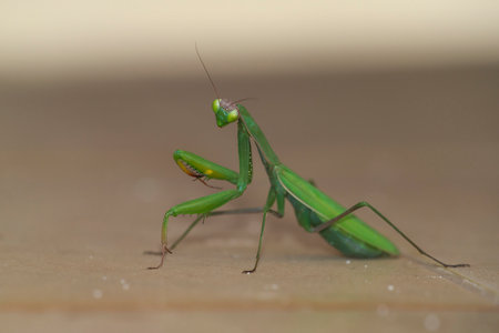 European Mantis (Mantis religiosa) on the floor of a chapel