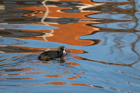 Common Coot (Fulica atra) swimming in a town canal with reflections eating plantの写真素材