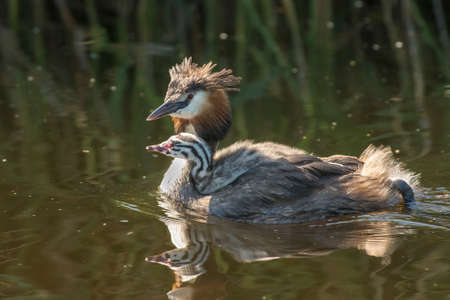 Great Crested Grebe (Podiceps cristatus) elder bird swimming in ditch carrying chick on it's backの写真素材