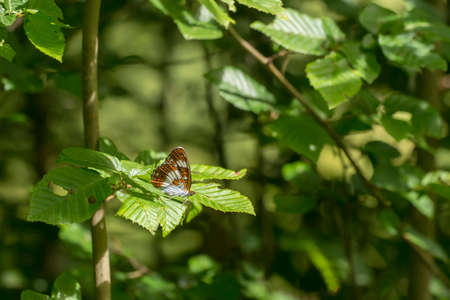 White Admiral (Limenitis camilla) butterfly resting on a leaf of a treeの写真素材