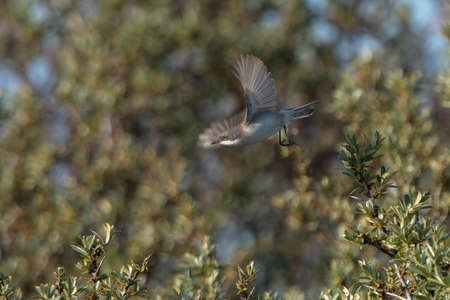 Lesser Whitethroat (Curruca curruca) about to take off from Common Sea Buckthorn (Hippophae rhamnoides) in the dunesの写真素材