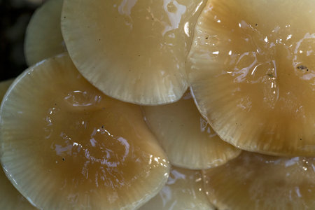 Porcelain Fungus (Oudemansiella mucida) group high angle view