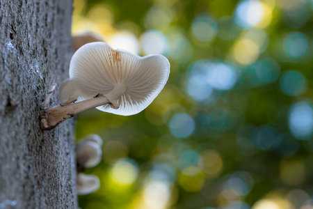 Porcelain Fungus (Oudemansiella mucida) on a dead treeの写真素材