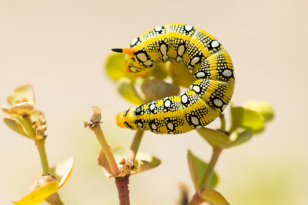 Spurge Hawk-moth (Hyles euphorbiae) caterpillar foraging on Sea Spurge (Euphorbia paralias)