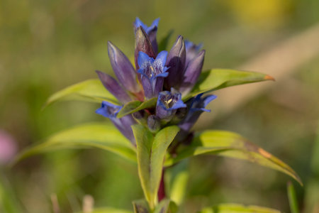 Cross Gentian (Gentiana cruciata) flowering on the dunesの写真素材