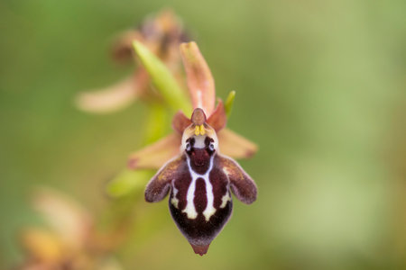 Cretan Ophrys (Ophrys cretica) flower flowering on Crete, Greeceの写真素材