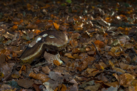 Penny Bun (Boletus edulis) between leaves on the ground in a forest, rottingの写真素材
