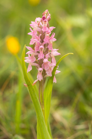 Early Marsh Orchid (Dactylorhiza incarnata) flowering in a dune valleyの写真素材
