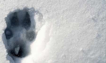 Wave path in the snow. Place for text.の写真素材