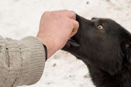 A man is feeding a black dog from his hand