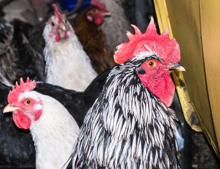 The rooster and chicken in the chicken coop look surprised and ridiculousの写真素材