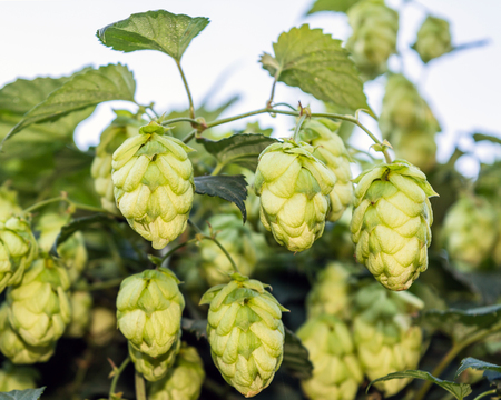 Cones of flowering hops close-up. Ingredient in the beer industry.