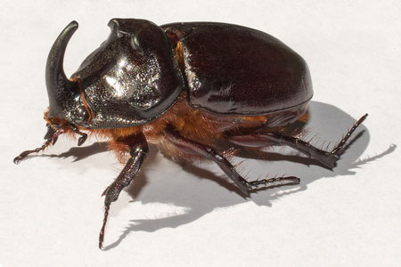 Beetle rhinoceros on white background, close-up macro