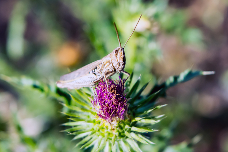 Brown grasshopper on a thistle flower, insectの写真素材