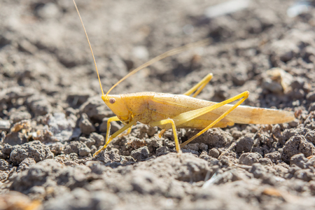 Locust sitting on the ground and looking for food, close-upの写真素材