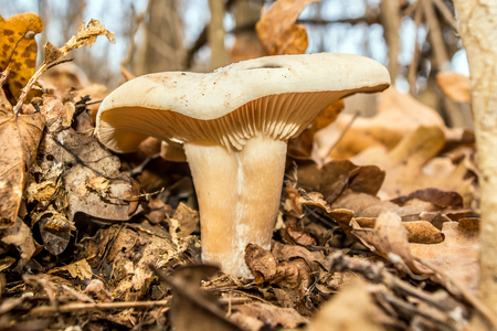 Mushrooms among the leaves of autumn forest. Autumn cameの写真素材