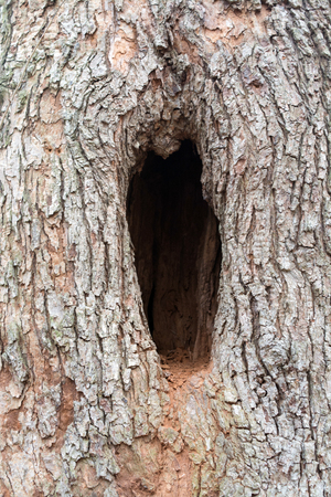 Hollow in a tree isolated on a white background textureの写真素材