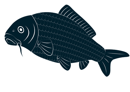 Vector drawing carp fishのイラスト素材
