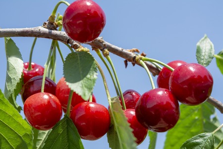 A brush of red sweet cherry on a tree in the garden against the blue sky. Growing cherriesの写真素材