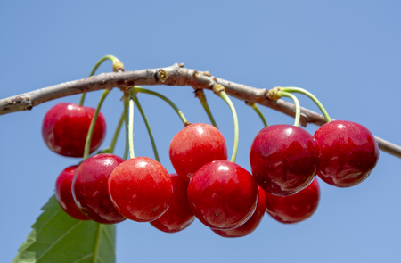 A brush of red sweet cherry on a tree in the garden against the blue sky. Growing cherriesの写真素材