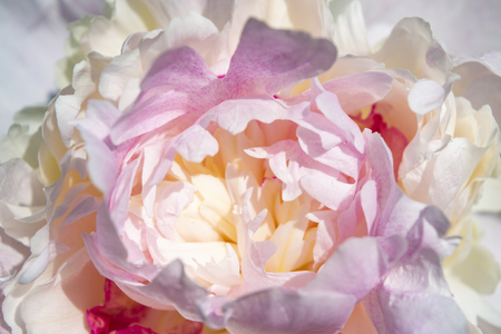 Beautiful pink-white peony flower growing in the garden. Backgroundの写真素材