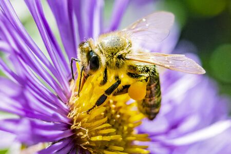 Bee on a flower close up. The bee collects honey and pollinates the flower of a medicinal plant of echinaceaの写真素材