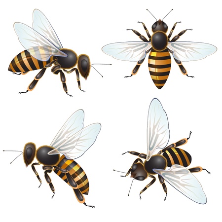 Set of bee, isolated on white のイラスト素材