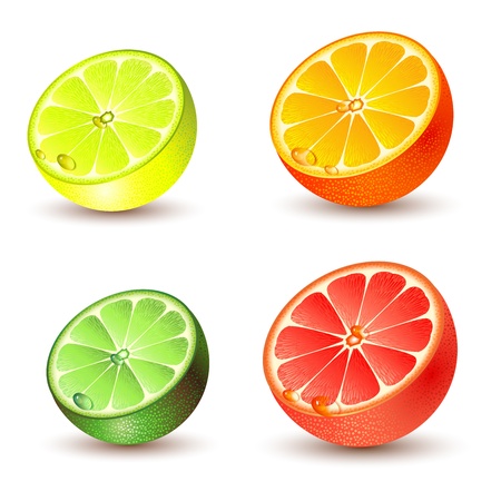 Set of citrus fruit - lemon, orange, grapefruit and lime  のイラスト素材