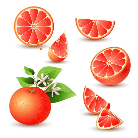 Fresh grapefruit with flowers, leaves and grapefruit slice のイラスト素材