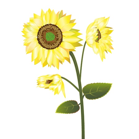 Sunflower isolated on white backgroundのイラスト素材
