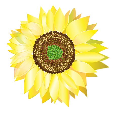 Sunflower isolated on white backgroundのイラスト素材