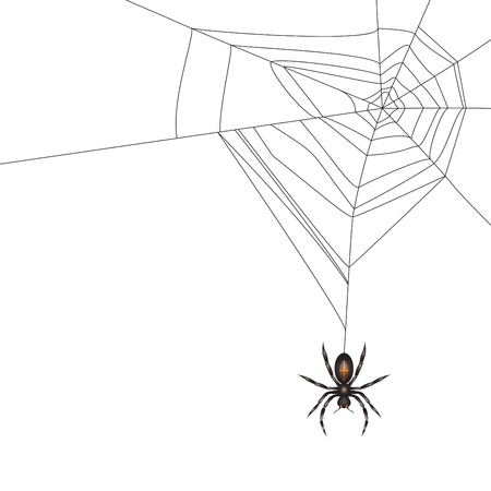 Spider isolated on white background のイラスト素材
