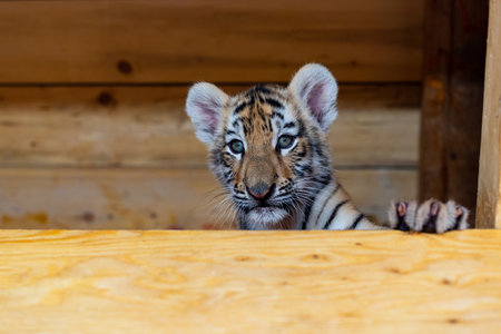 portrait of a little tiger cub. Year of the tigerの写真素材