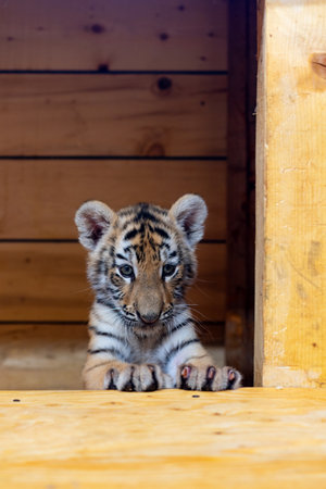 portrait of a little tiger cub. Year of the tigerの写真素材