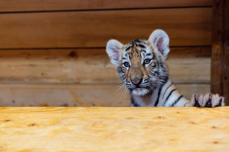 portrait of a little tiger cub. Year of the tigerの写真素材