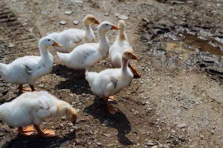 A flock of geese. White and gray domestic geese go in a crowd to graze in the grass. Little home goose farm. Baby Geeseの写真素材