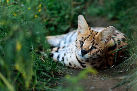 Leptailurus serval rest in the grass