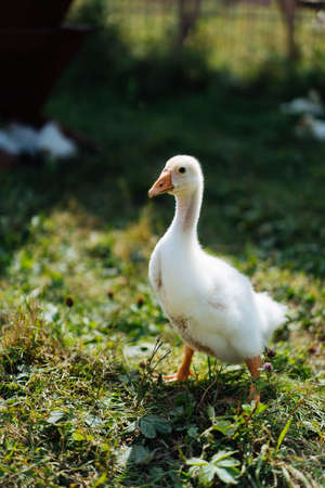 Baby Geese on green grass with shallow depth of fieldの写真素材